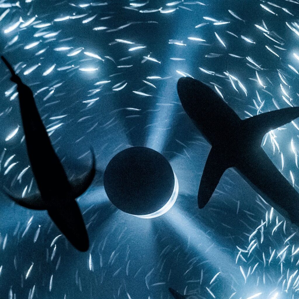 Exhibitions and Events